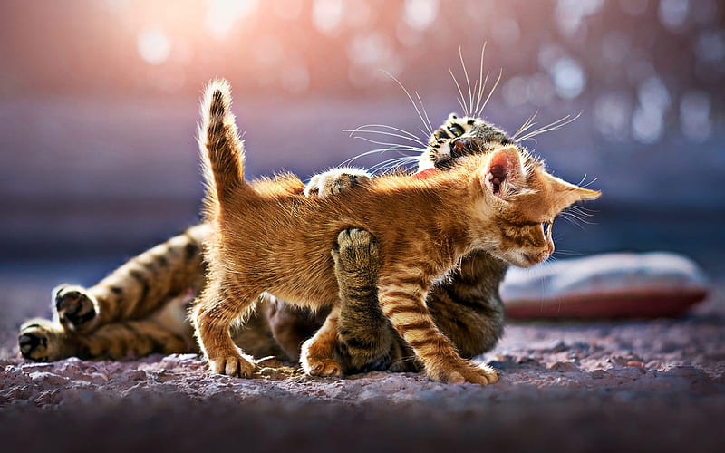 Kitten, small cat, cute animal, pet, HD wallpaper | Peakpx