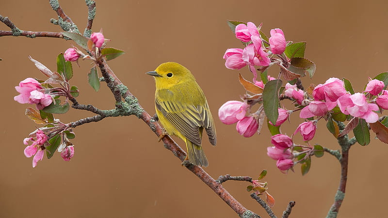 Bird on Flowering Tree, american warbler, bird, flowers, spring, branch, trees, animal, HD wallpaper