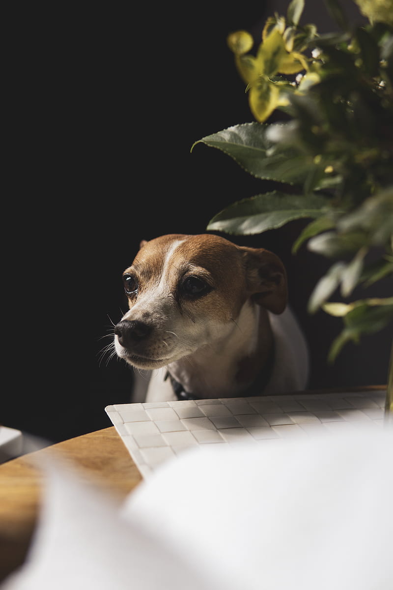 brown and white jack russell terrier on macbook pro, HD phone wallpaper