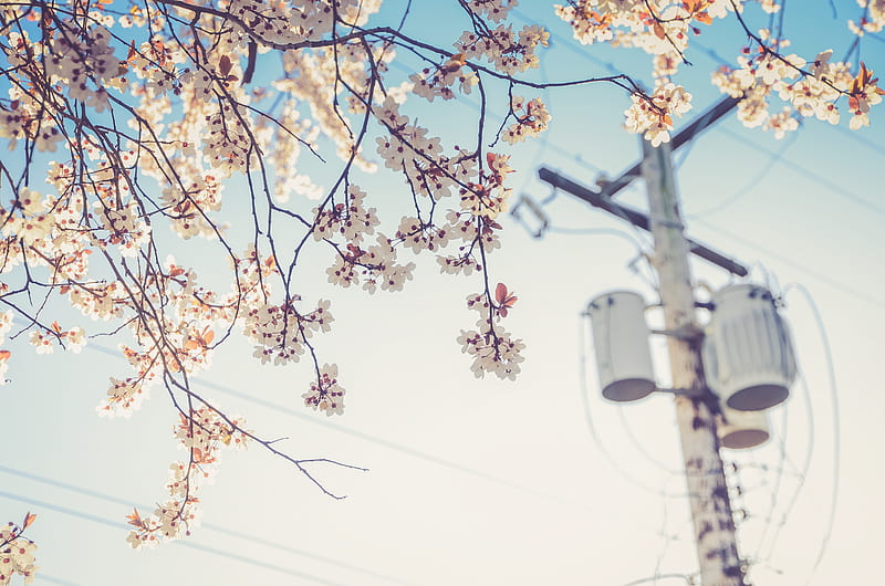 white cherry blossom beside electric post at daytime, HD wallpaper