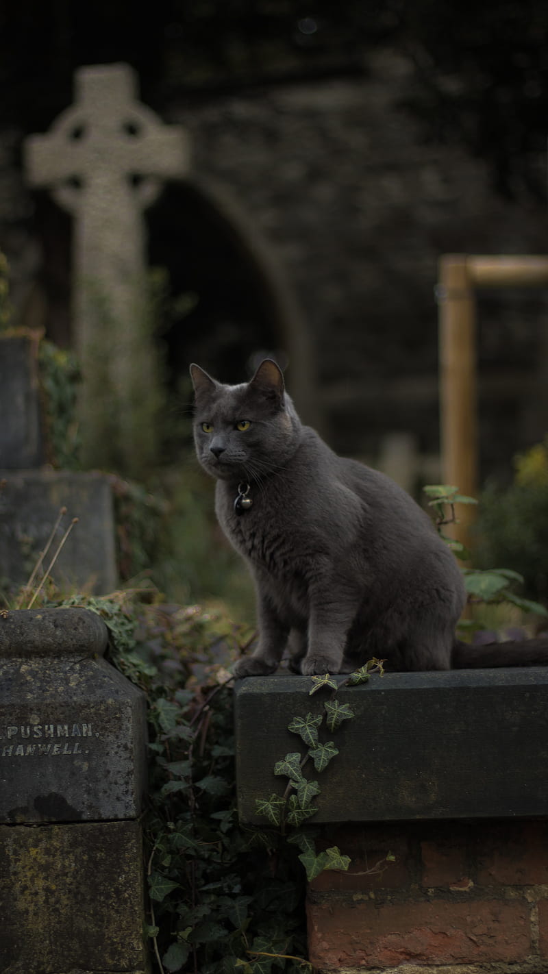 Cat In Graveyard, horror, scary, halloween, spooky, hallow18, HD phone wallpaper