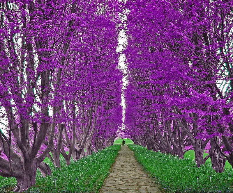Purple giants, purple color, walkway, grass, different, trees, rows, HD wallpaper