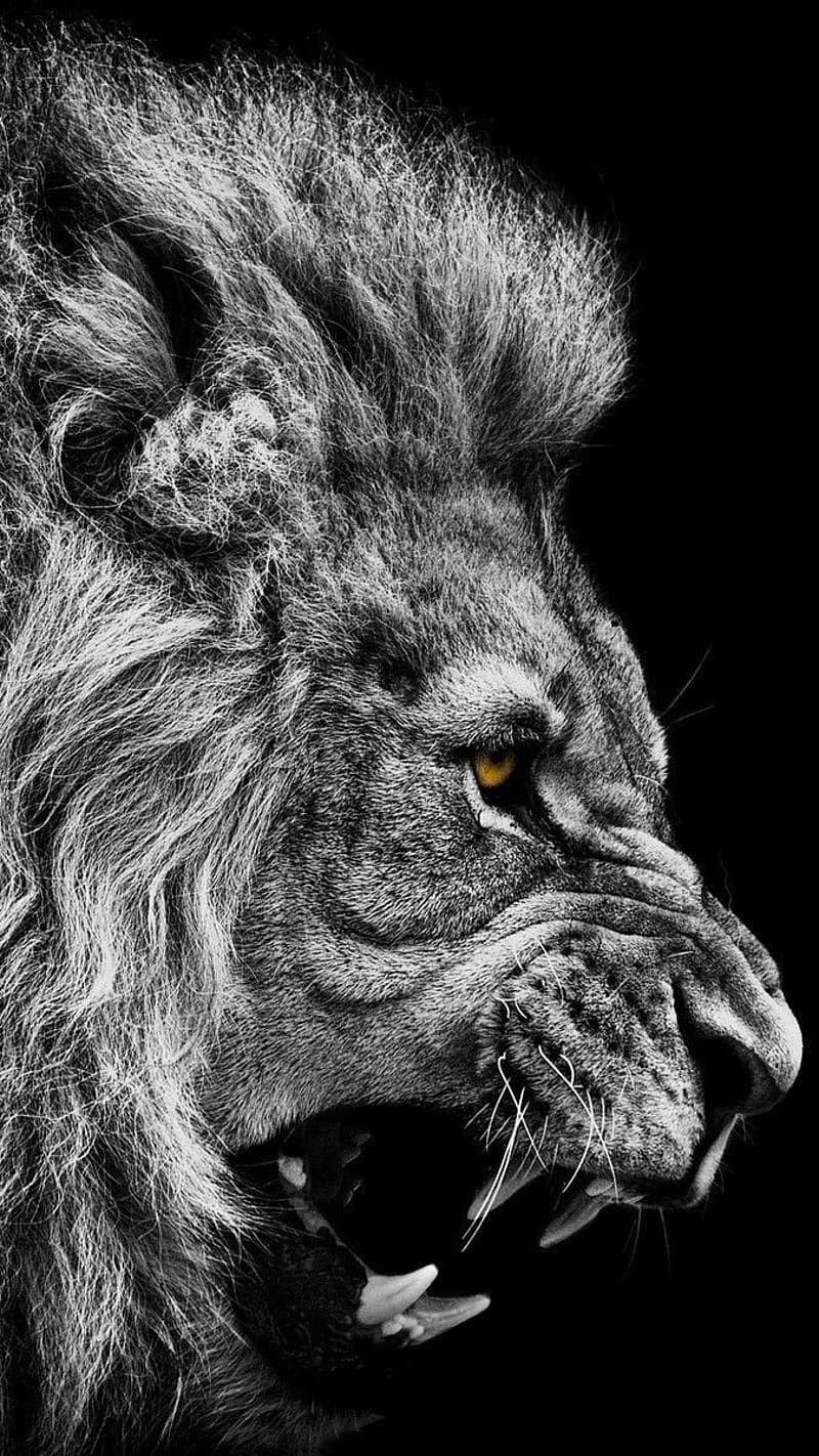 Tiger Lion, Roar In Black And White, lion roar in black and white, king, king of the jungle, HD phone wallpaper