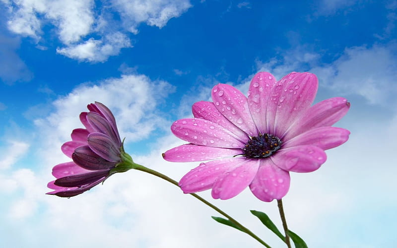 Purple flowers under blue sky- Flower, HD wallpaper