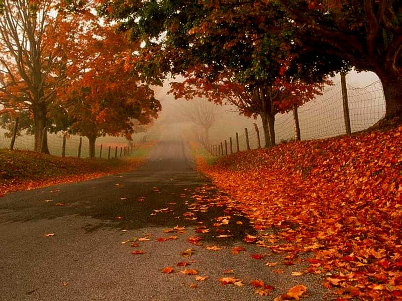 Flame Framed Road, red, autumn, leaves, orange, fallen leaves, misty, road, trees, HD wallpaper