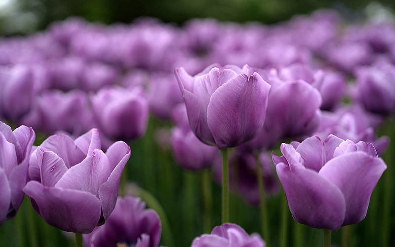 violet tulips, bokeh, spring, violet flowers, tulip field, macro, tulips, spring flowers, HD wallpaper