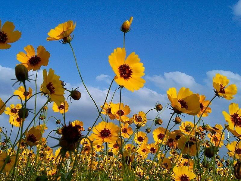 Blackeyed Susans, susans, stems, yellow, sky, clouds, blackeyed, bunch, flowers, petals, blue, HD wallpaper