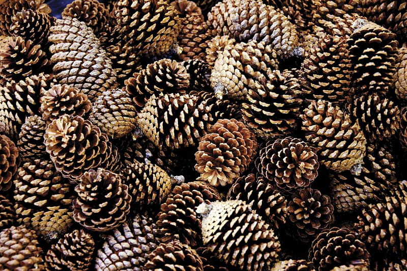 Pine Cone phone wallpaper 1080P 2k 4k Full HD Wallpapers Backgrounds  Free Download  Wallpaper Crafter