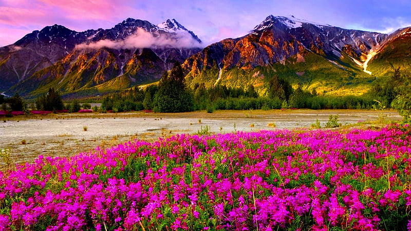 SPRING GLORY, flowers, spring, field, mountains, HD wallpaper | Peakpx