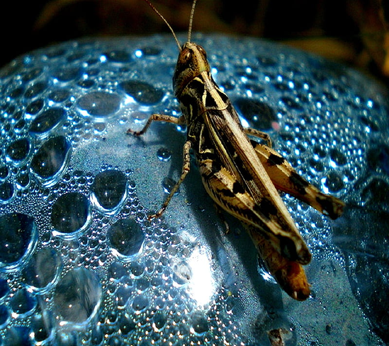 Grasshopper, HD wallpaper