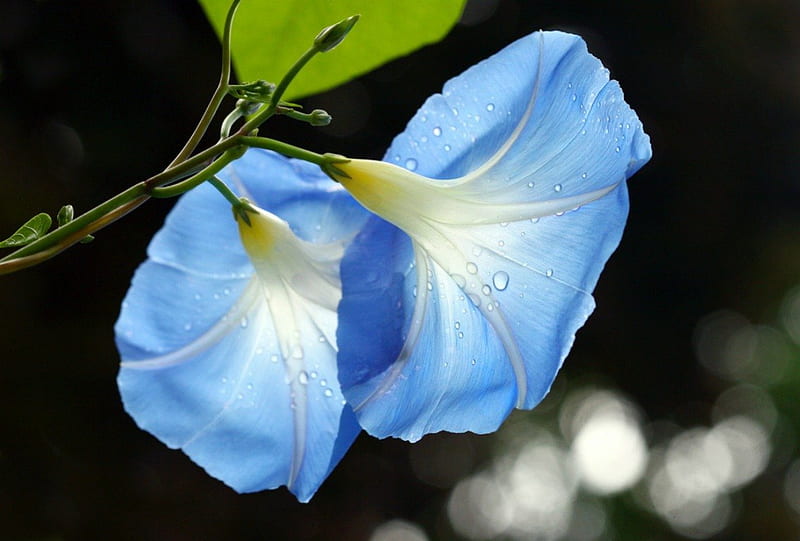 MORNING GLORY, liz west, flowers, gardens, creepers, blooms, blue, HD wallpaper