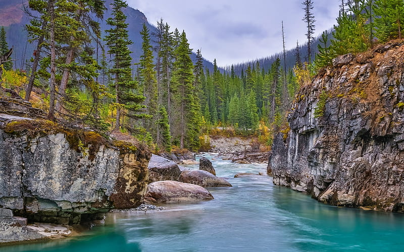 Tokumm Creek, mountain river, forest, mountain landscape, Marble Canyon, Kootenay National Park, Canadian Rockies, British Columbia, Canada, HD wallpaper