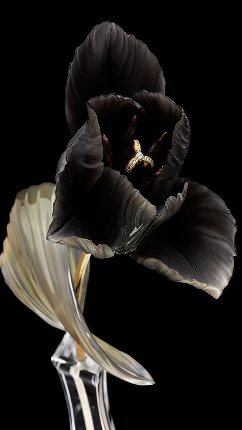 Black tulip, flower, HD phone wallpaper