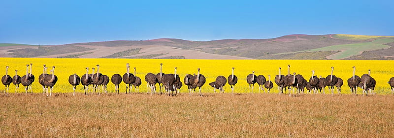 4th Battalion 82nd Airbourne Ostrich Division, hills, ostriches, yellow and sand ground, straight line, flock, HD wallpaper