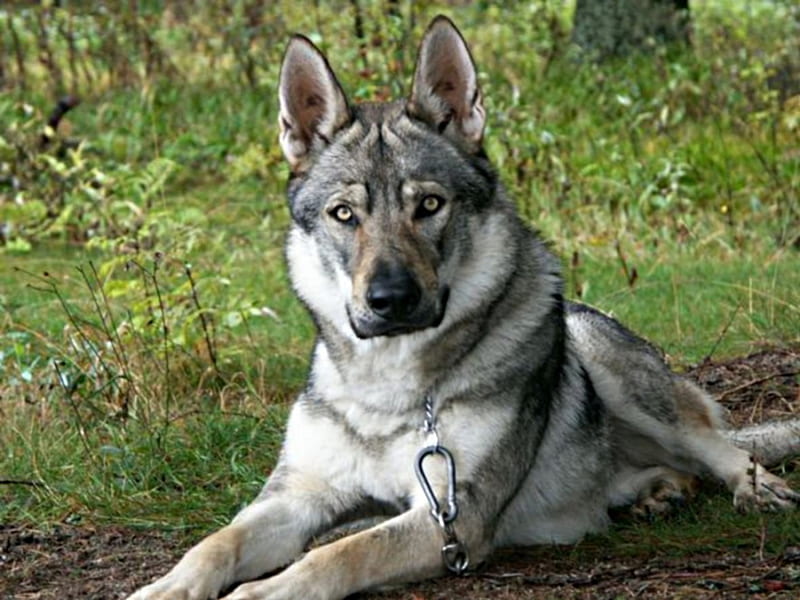 half wolf(hybrid), german, wolf, shepherd, husky, HD wallpaper