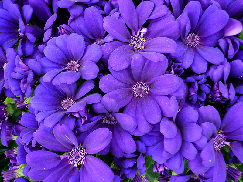 Cineraria, purple, texture, flower, skin, HD wallpaper
