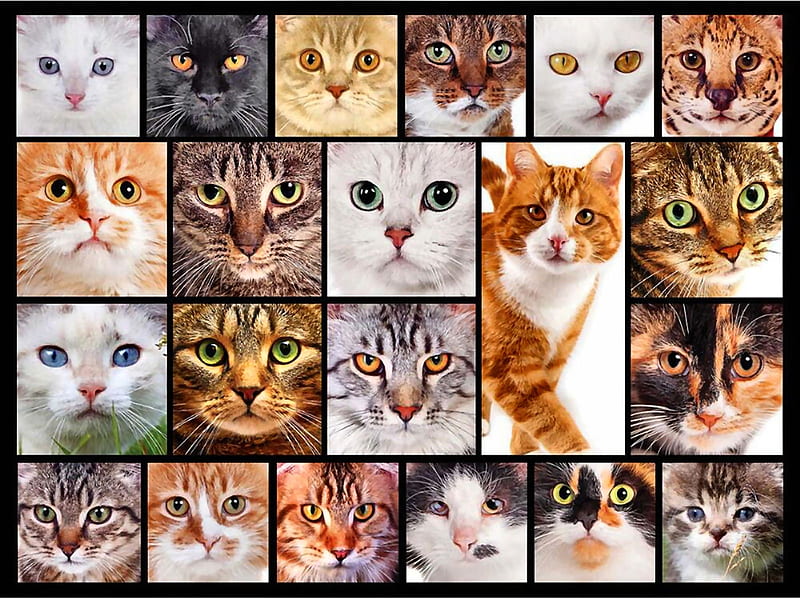 Cat Collage beautiful, collage, pets, animal, feline, graphy, wide ...