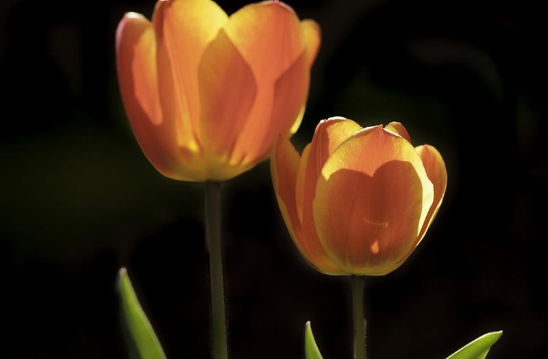 TRANSLUCENT TULIPS, orange, plants, flowers, black, gardens, tulips, HD wallpaper