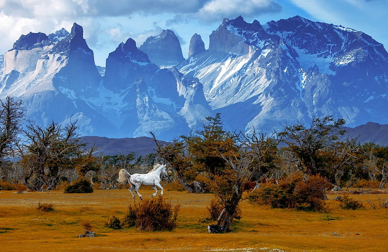 Wild and , mountain, wild, national park, Chile, Patagonia, park, horses, Torres del Paine National Park, HD wallpaper