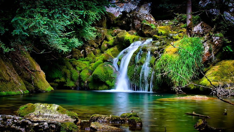 HD wallpaper: Green Pine Forest River Rock Beautiful Nature Hd Wallpaper