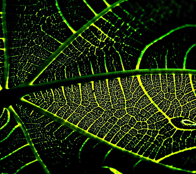 Leaf, 3d, beauty, best, cool, green light, neon, new, stem, sun, super, HD wallpaper