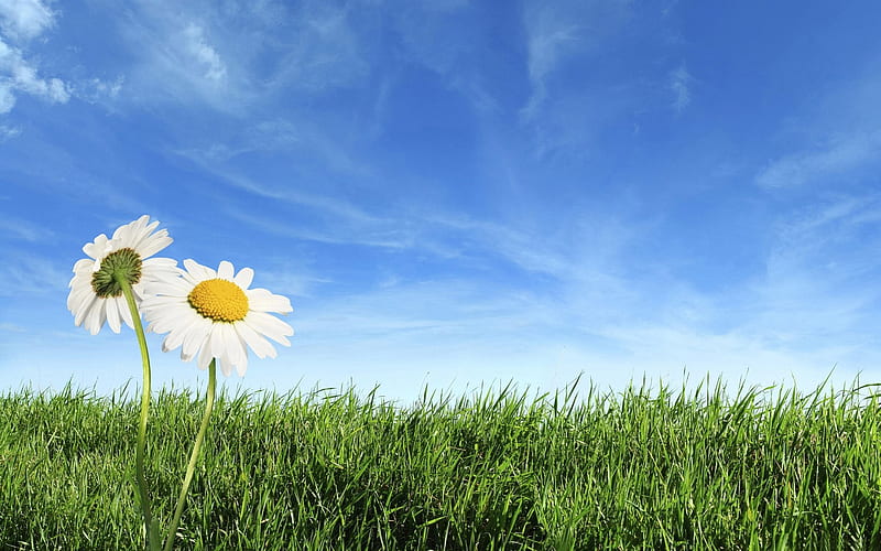 Flower Grassland blue Sky, HD wallpaper