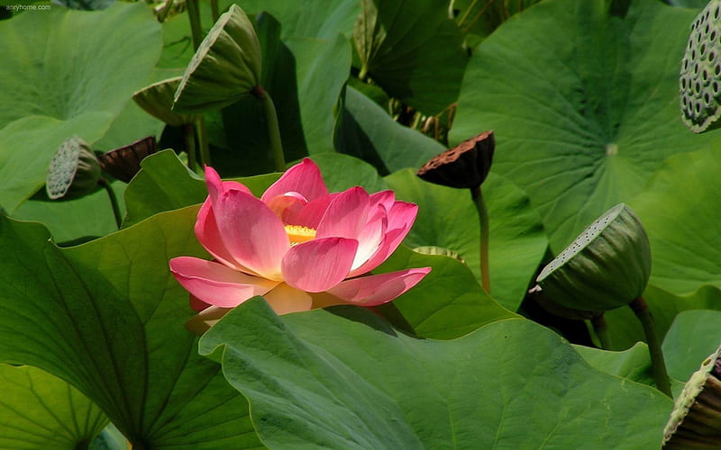pink lotus-flowers, HD wallpaper