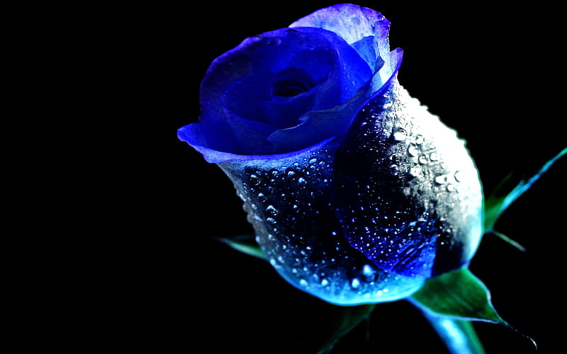 WET ROSE, water, drop, rose, flower, dew, blue, HD wallpaper