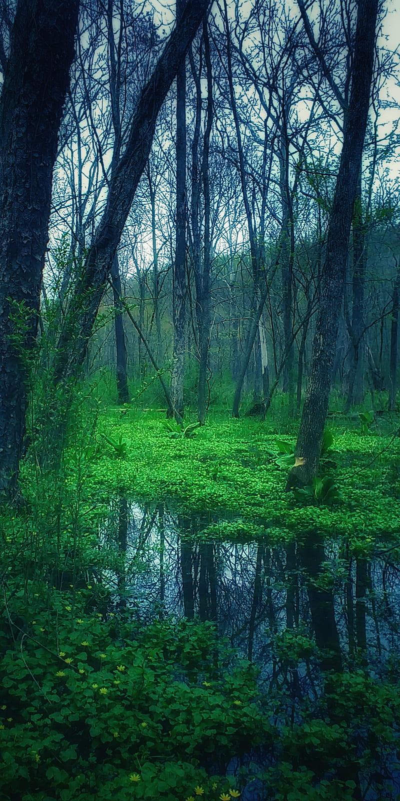 Life, forest, jungle, magical, marsh, mystical, nature, reflection, swamp, water, HD phone wallpaper