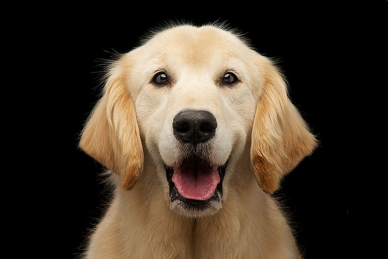 A Friendly Face, golden lab, affectionate, warm, companion, bonito, smart, loyalty, faithful, friendly, dog, HD wallpaper