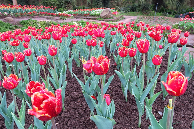 Tulip Garden, red, tree, Tulipa, Herbaceous plants, garden, HD wallpaper