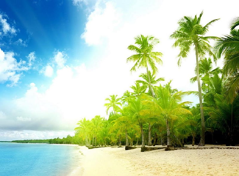 Paradise beach, beach, water, green, plants, nature, trees, sky, blue ...