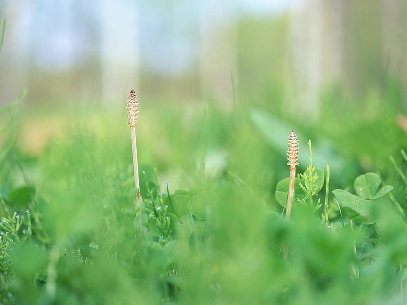 Soft Dreamy Horsetails in field, green, grass, nature, fields, horsetails, HD wallpaper