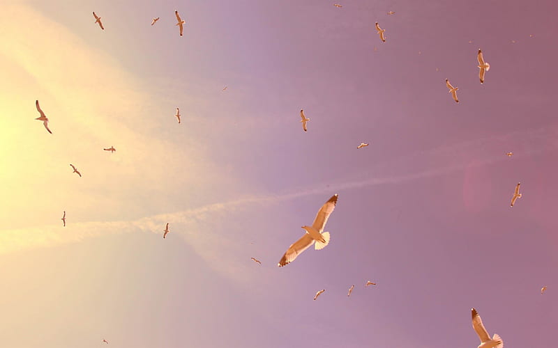 flying seagulls-Animal graphy, HD wallpaper