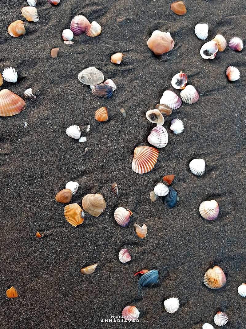 Seashore, beach, ocean, sand, sea, seashell, summer, summer time, sun, sunshine, swim, HD phone wallpaper