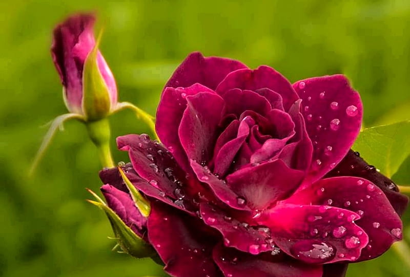 Red Rose, garden, bonito, rose, love, HD wallpaper | Peakpx