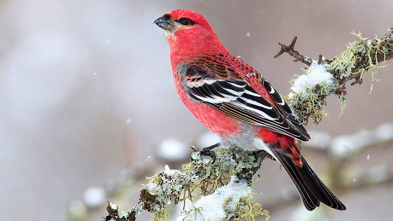 Winter Bird, red, snow, branch, finch, songbird, HD wallpaper