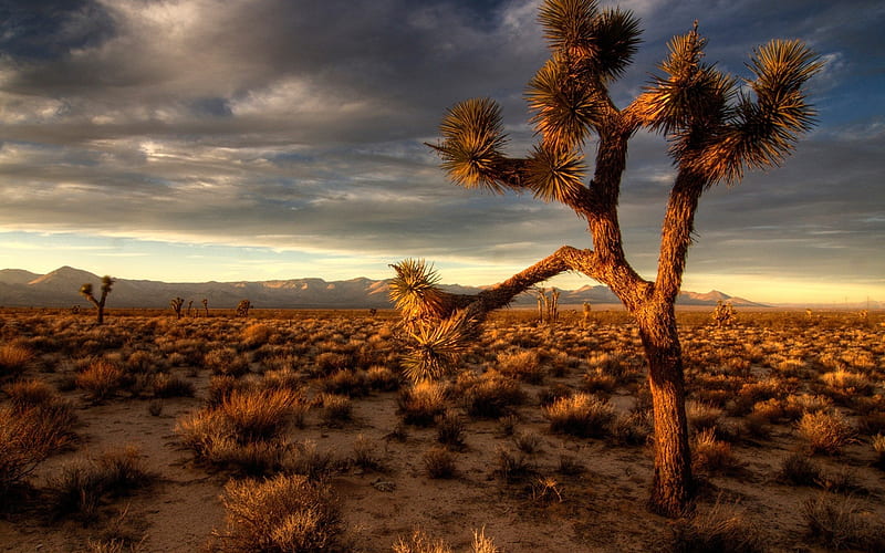 Joshua Tree in desert - The Beauty of Nature, HD wallpaper