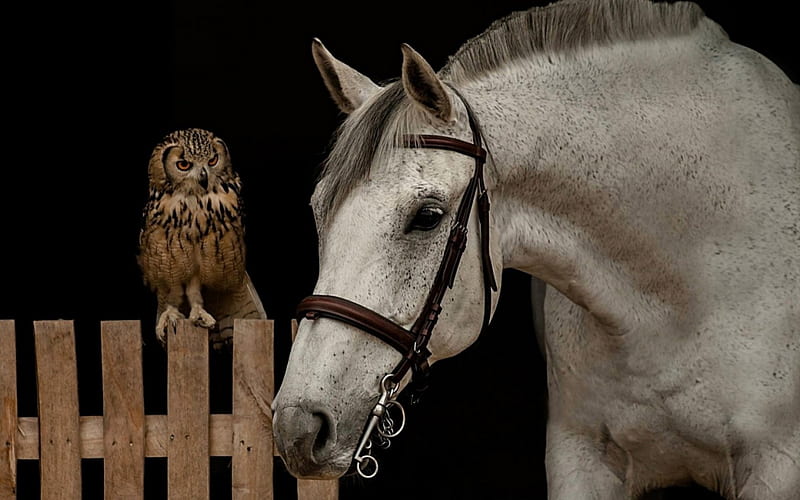 Friends, owl, friend, bird, black, white, horse, HD wallpaper