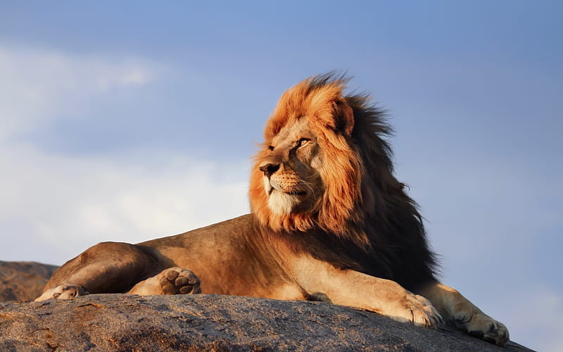 lion, sunset, predator, rocks, Africa, wildlife, big lion, HD wallpaper