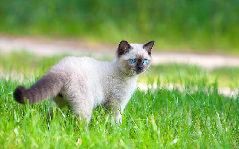 Siamese Cat, kitten, pets, blue eyes, cute animals, lawn, cats, Siamese, HD wallpaper