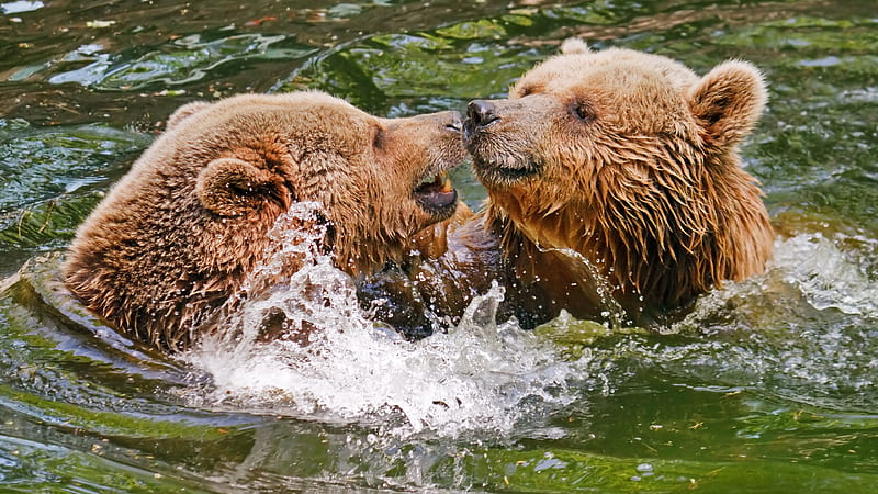 Grizzly, bears, fight, water splash, Animal, HD wallpaper | Peakpx