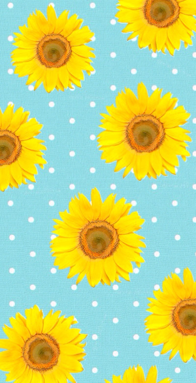 Sunflower, polkadot, yellow, blue, nice, cute, calm, flora, HD ...