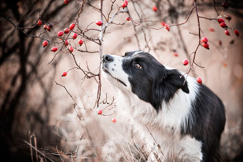 Border Collie, red, autumn, caine, black, animal, berry, white, dog, HD wallpaper