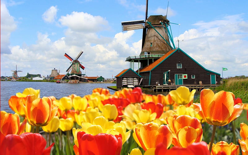 Windmills and Tulips, graphy, tulips, windmills, holland, HD wallpaper
