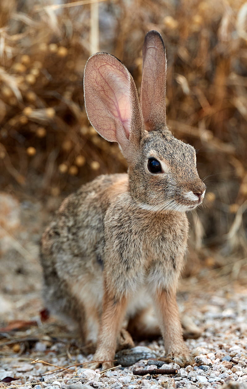 rabbit, hare, ears, fluffy, animal, HD phone wallpaper