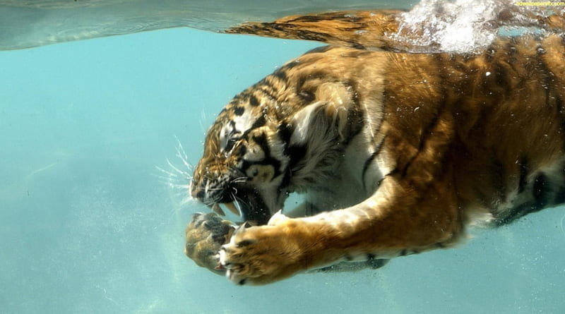 underwater tiger, leopard, predator, special, jungle, bonito, hop, camaflauge, HD wallpaper