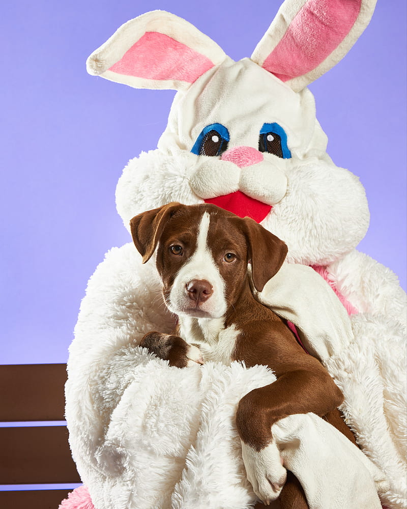 pitbull terrier, dog, puppy, pet, rabbit, toy, HD phone wallpaper
