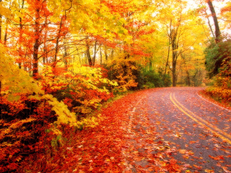 Road Autumn, nature, orange, toamna, yellow, HD wallpaper | Peakpx