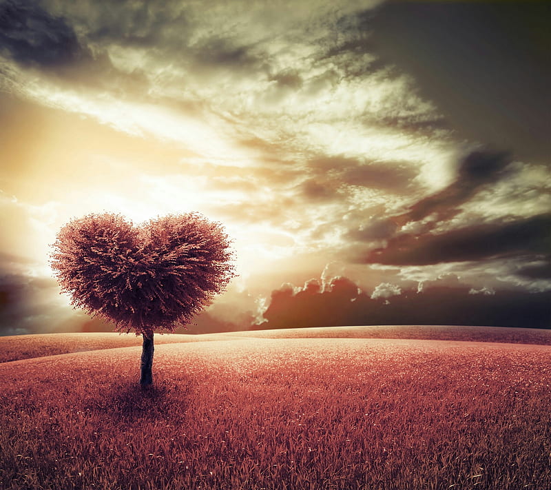 Tree heart, love, HD wallpaper